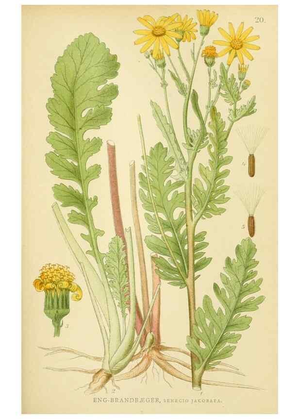 Reproducción/Reproduction 49157178418: Billeder af Nordens flora,. København,G.E.C. Gad,1901-1903 [i.e. 1907]. 
