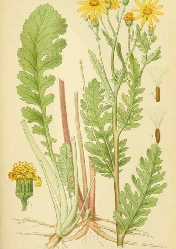 Reproducción/Reproduction 49157178418: Billeder af Nordens flora,. København,G.E.C. Gad,1901-1903 [i.e. 1907]. 