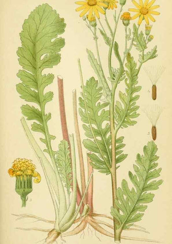 Reproducción/Reproduction 49157178418: Billeder af Nordens flora,. København,G.E.C. Gad,1901-1903 [i.e. 1907]. 
