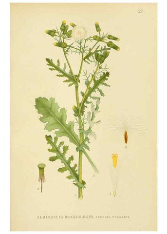 Reproducción/Reproduction 49157668026: Billeder af Nordens flora,. København,G.E.C. Gad,1901-1903 [i.e. 1907]. 