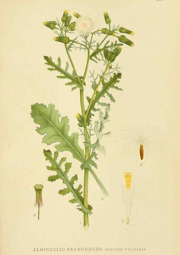 Reproducción/Reproduction 49157668026: Billeder af Nordens flora,. København,G.E.C. Gad,1901-1903 [i.e. 1907]. 