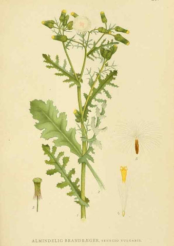 Reproducción/Reproduction 49157668026: Billeder af Nordens flora,. København,G.E.C. Gad,1901-1903 [i.e. 1907]. 