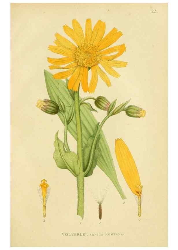 Reproducción/Reproduction 49157668356: Billeder af Nordens flora,. København,G.E.C. Gad,1901-1903 [i.e. 1907]. 