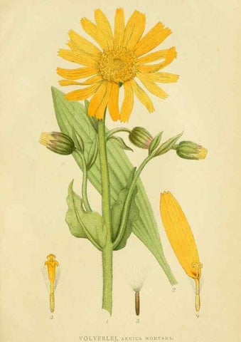 Reproducción/Reproduction 49157668356: Billeder af Nordens flora,. København,G.E.C. Gad,1901-1903 [i.e. 1907]. 
