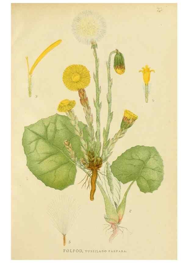 Reproducción/Reproduction 49157890232: Billeder af Nordens flora,. København,G.E.C. Gad,1901-1903 [i.e. 1907]. 