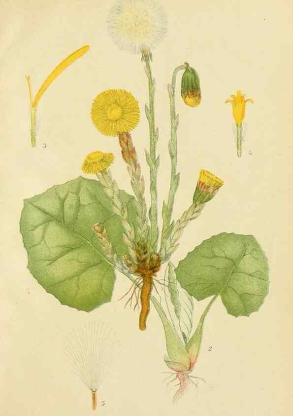 Reproducción/Reproduction 49157890232: Billeder af Nordens flora,. København,G.E.C. Gad,1901-1903 [i.e. 1907]. 
