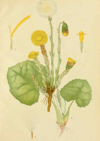 Reproducción/Reproduction 49157890232: Billeder af Nordens flora,. København,G.E.C. Gad,1901-1903 [i.e. 1907]. 