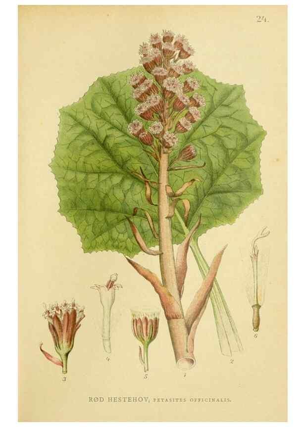 Reproducción/Reproduction 49157890607: Billeder af Nordens flora,. København,G.E.C. Gad,1901-1903 [i.e. 1907]. 