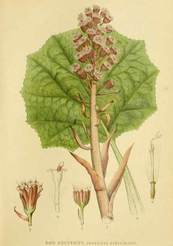 Reproducción/Reproduction 49157890607: Billeder af Nordens flora,. København,G.E.C. Gad,1901-1903 [i.e. 1907]. 