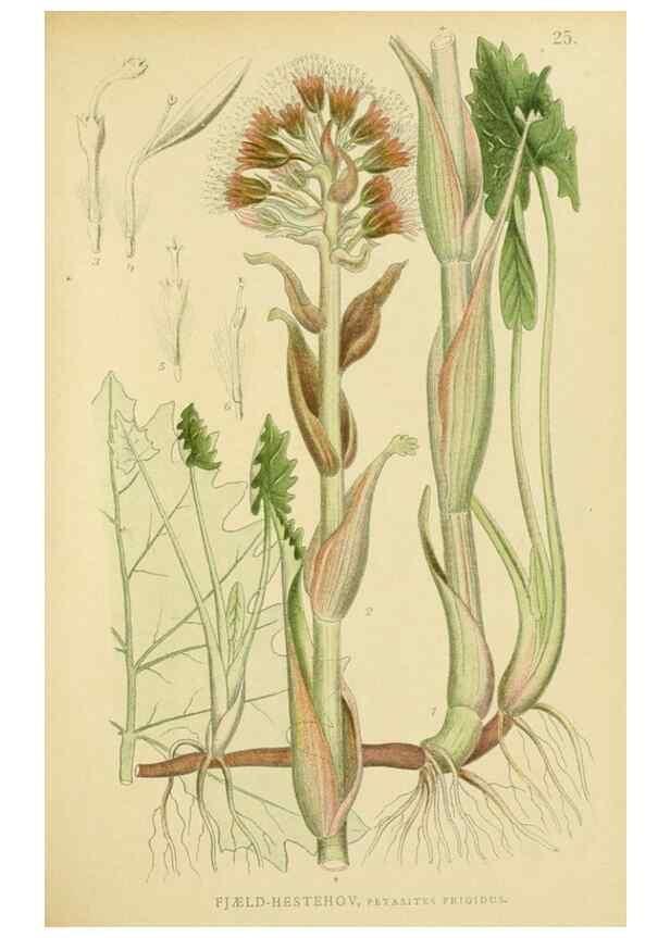 Reproducción/Reproduction 49157180303: Billeder af Nordens flora,. København,G.E.C. Gad,1901-1903 [i.e. 1907]. 