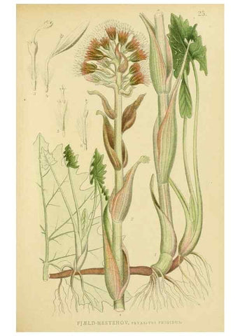 Reproducción/Reproduction 49157180303: Billeder af Nordens flora,. København,G.E.C. Gad,1901-1903 [i.e. 1907]. 