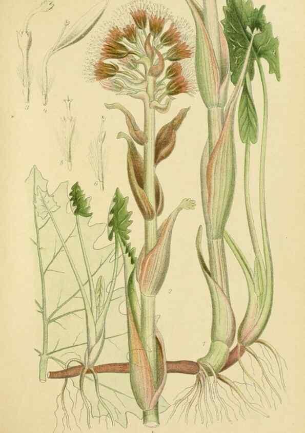 Reproducción/Reproduction 49157180303: Billeder af Nordens flora,. København,G.E.C. Gad,1901-1903 [i.e. 1907]. 