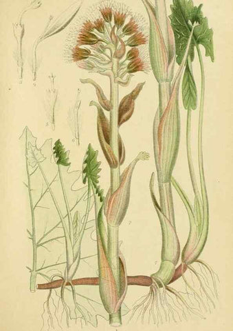 Reproducción/Reproduction 49157180303: Billeder af Nordens flora,. København,G.E.C. Gad,1901-1903 [i.e. 1907]. 