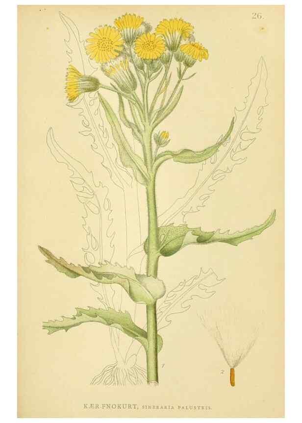 Reproducción/Reproduction 49157891487: Billeder af Nordens flora,. København,G.E.C. Gad,1901-1903 [i.e. 1907]. 