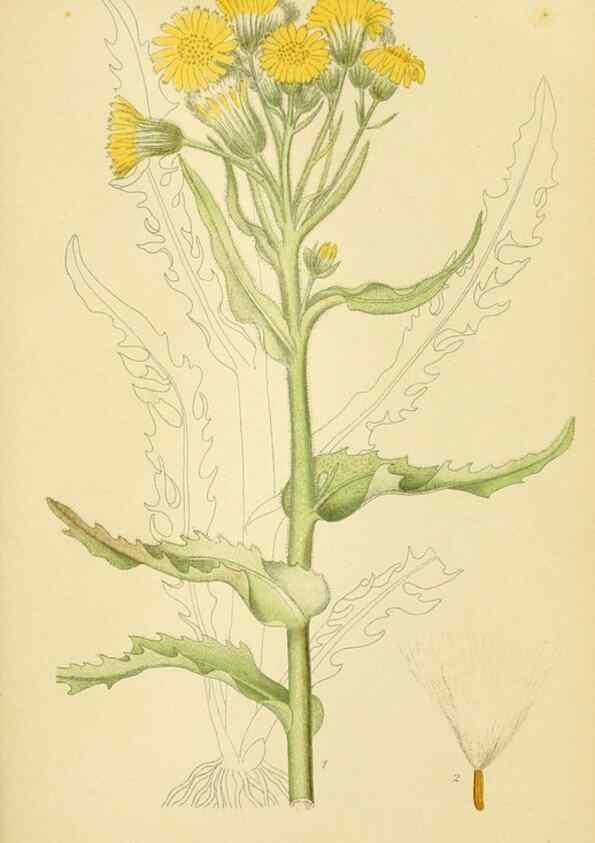 Reproducción/Reproduction 49157891487: Billeder af Nordens flora,. København,G.E.C. Gad,1901-1903 [i.e. 1907]. 