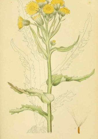 Reproducción/Reproduction 49157891487: Billeder af Nordens flora,. København,G.E.C. Gad,1901-1903 [i.e. 1907]. 
