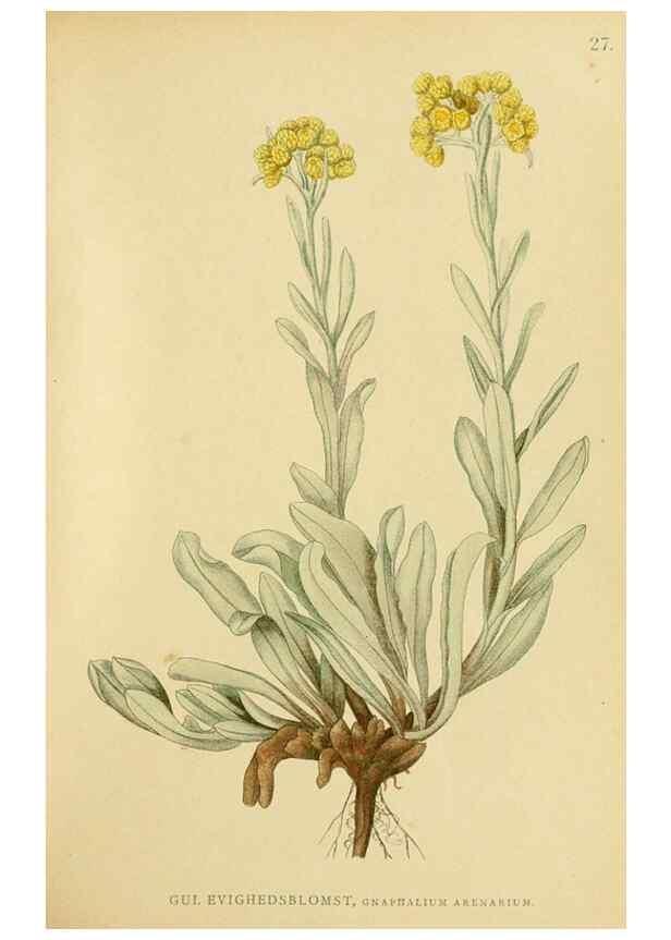 Reproducción/Reproduction 49157181043: Billeder af Nordens flora,. København,G.E.C. Gad,1901-1903 [i.e. 1907]. 