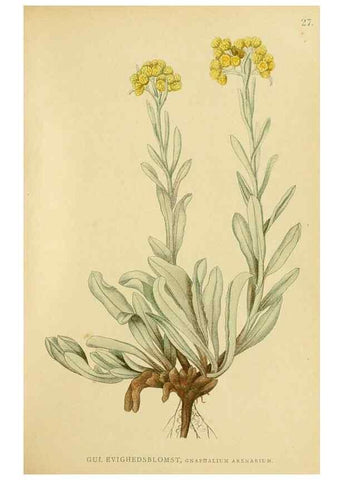 Reproducción/Reproduction 49157181043: Billeder af Nordens flora,. København,G.E.C. Gad,1901-1903 [i.e. 1907]. 