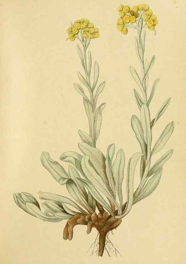 Reproducción/Reproduction 49157181043: Billeder af Nordens flora,. København,G.E.C. Gad,1901-1903 [i.e. 1907]. 