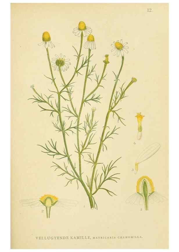 Reproducción/Reproduction 49157885942: Billeder af Nordens flora,. København,G.E.C. Gad,1901-1903 [i.e. 1907]. 