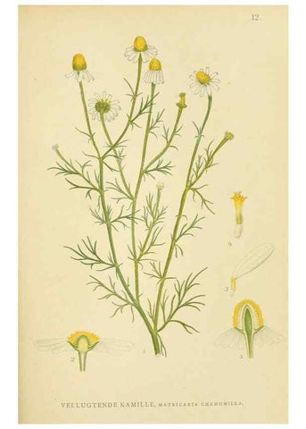 Reproducción/Reproduction 49157885942: Billeder af Nordens flora,. København,G.E.C. Gad,1901-1903 [i.e. 1907]. 