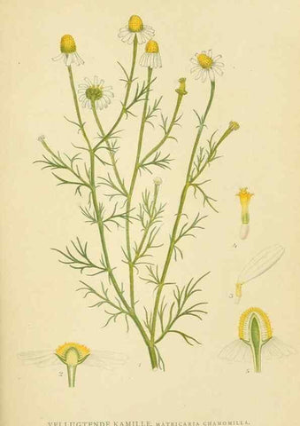 Reproducción/Reproduction 49157885942: Billeder af Nordens flora,. København,G.E.C. Gad,1901-1903 [i.e. 1907]. 