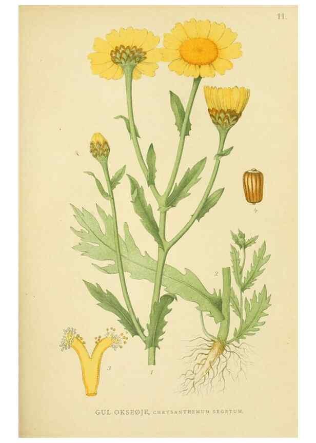 Reproducción/Reproduction 49157174643: Billeder af Nordens flora,. København,G.E.C. Gad,1901-1903 [i.e. 1907]. 