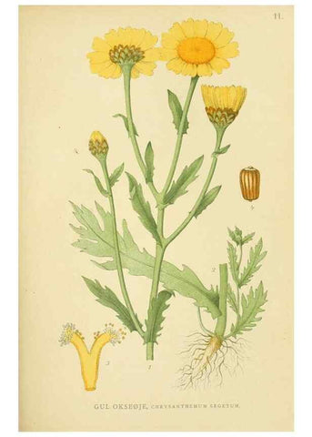 Reproducción/Reproduction 49157174643: Billeder af Nordens flora,. København,G.E.C. Gad,1901-1903 [i.e. 1907]. 