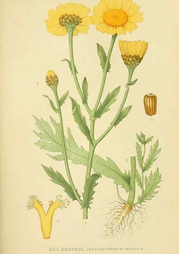 Reproducción/Reproduction 49157174643: Billeder af Nordens flora,. København,G.E.C. Gad,1901-1903 [i.e. 1907]. 