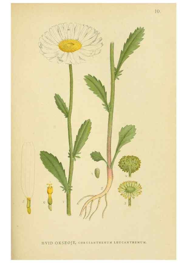 Reproducción/Reproduction 49157663896: Billeder af Nordens flora,. København,G.E.C. Gad,1901-1903 [i.e. 1907]. 
