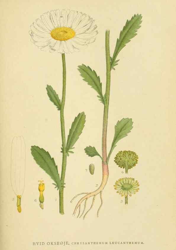 Reproducción/Reproduction 49157663896: Billeder af Nordens flora,. København,G.E.C. Gad,1901-1903 [i.e. 1907]. 