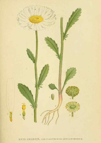 Reproducción/Reproduction 49157663896: Billeder af Nordens flora,. København,G.E.C. Gad,1901-1903 [i.e. 1907]. 