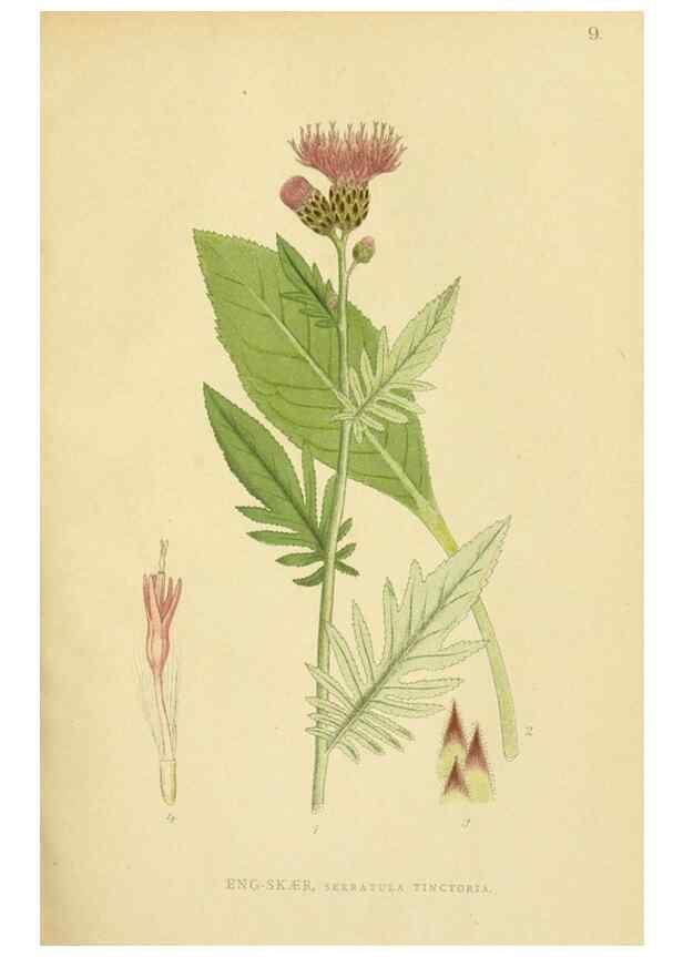 Reproducción/Reproduction 49157884927: Billeder af Nordens flora,. København,G.E.C. Gad,1901-1903 [i.e. 1907]. 
