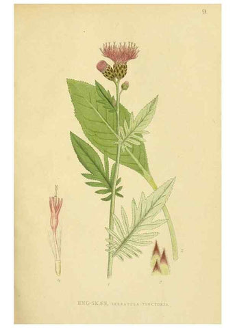 Reproducción/Reproduction 49157884927: Billeder af Nordens flora,. København,G.E.C. Gad,1901-1903 [i.e. 1907]. 