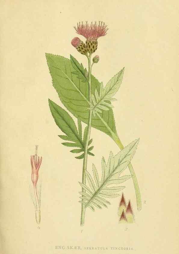 Reproducción/Reproduction 49157884927: Billeder af Nordens flora,. København,G.E.C. Gad,1901-1903 [i.e. 1907]. 