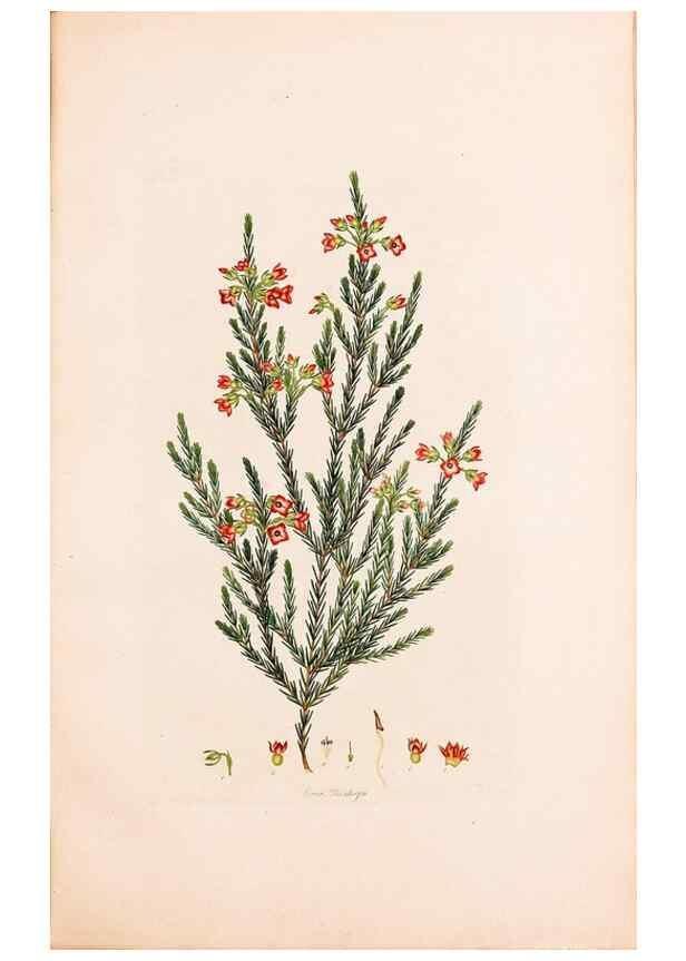 Reproducción/Reproduction 49157616941: Coloured engravings of heaths :. London :Published by the Author. Printed by T. Bensley,1802-09 [1830?]. 