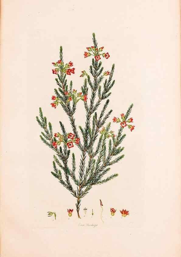 Reproducción/Reproduction 49157616941: Coloured engravings of heaths :. London :Published by the Author. Printed by T. Bensley,1802-09 [1830?]. 