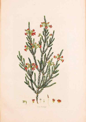 Reproducción/Reproduction 49157616941: Coloured engravings of heaths :. London :Published by the Author. Printed by T. Bensley,1802-09 [1830?]. 