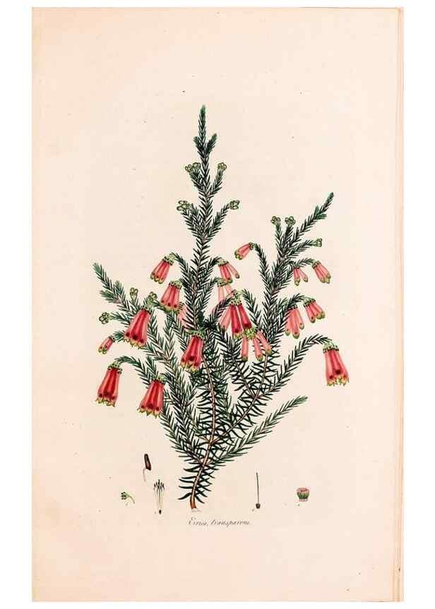 Reproducción/Reproduction 49157838492: Coloured engravings of heaths :. London :Published by the Author. Printed by T. Bensley,1802-09 [1830?]. 