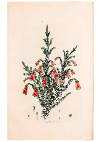 Reproducción/Reproduction 49157838492: Coloured engravings of heaths :. London :Published by the Author. Printed by T. Bensley,1802-09 [1830?]. 