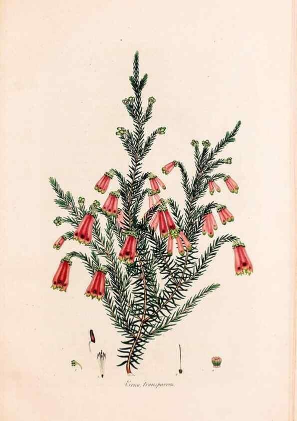 Reproducción/Reproduction 49157838492: Coloured engravings of heaths :. London :Published by the Author. Printed by T. Bensley,1802-09 [1830?]. 