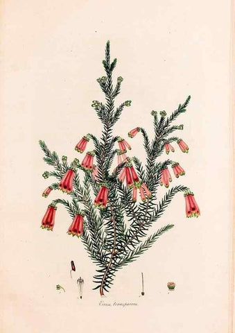 Reproducción/Reproduction 49157838492: Coloured engravings of heaths :. London :Published by the Author. Printed by T. Bensley,1802-09 [1830?]. 