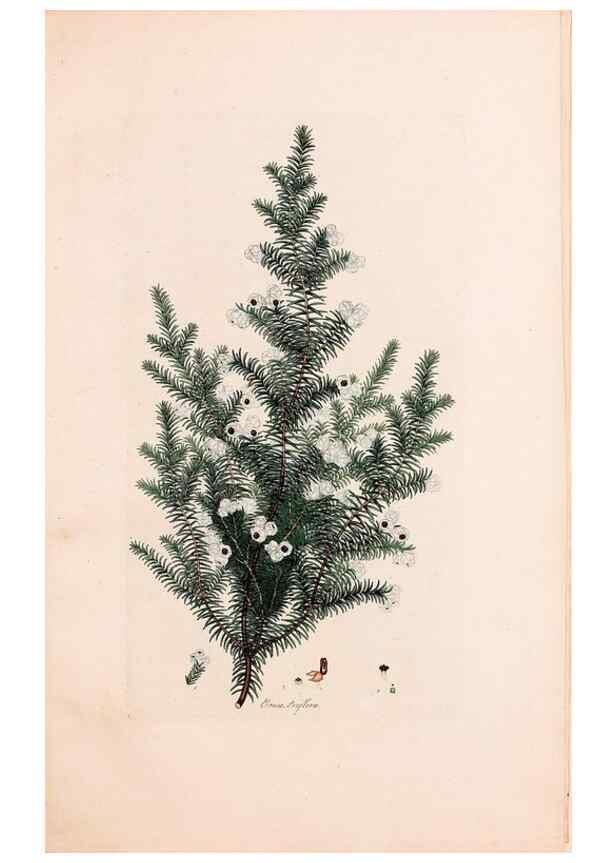 Reproducción/Reproduction 49157617626: Coloured engravings of heaths :. London :Published by the Author. Printed by T. Bensley,1802-09 [1830?]. 