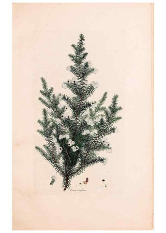 Reproducción/Reproduction 49157617626: Coloured engravings of heaths :. London :Published by the Author. Printed by T. Bensley,1802-09 [1830?]. 