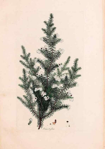 Reproducción/Reproduction 49157617626: Coloured engravings of heaths :. London :Published by the Author. Printed by T. Bensley,1802-09 [1830?]. 