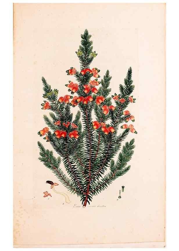 Reproducción/Reproduction 49157129473: Coloured engravings of heaths :. London :Published by the Author. Printed by T. Bensley,1802-09 [1830?]. 