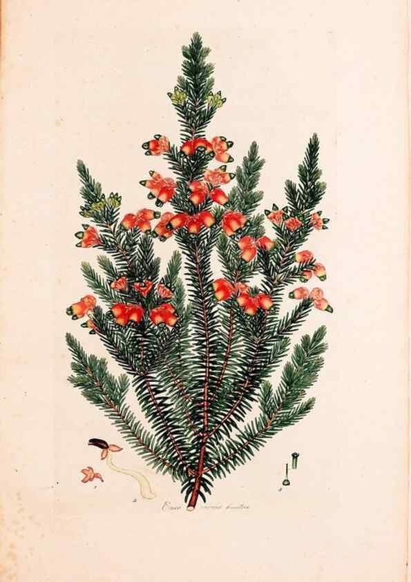 Reproducción/Reproduction 49157129473: Coloured engravings of heaths :. London :Published by the Author. Printed by T. Bensley,1802-09 [1830?]. 