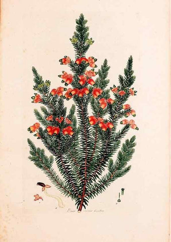 Reproducción/Reproduction 49157129473: Coloured engravings of heaths :. London :Published by the Author. Printed by T. Bensley,1802-09 [1830?]. 