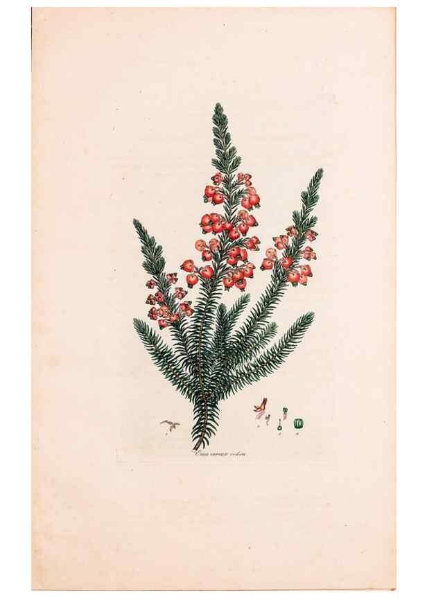 Reproducción/Reproduction 49157129738: Coloured engravings of heaths :. London :Published by the Author. Printed by T. Bensley,1802-09 [1830?]. 