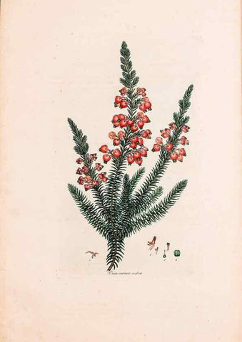 Reproducción/Reproduction 49157129738: Coloured engravings of heaths :. London :Published by the Author. Printed by T. Bensley,1802-09 [1830?]. 